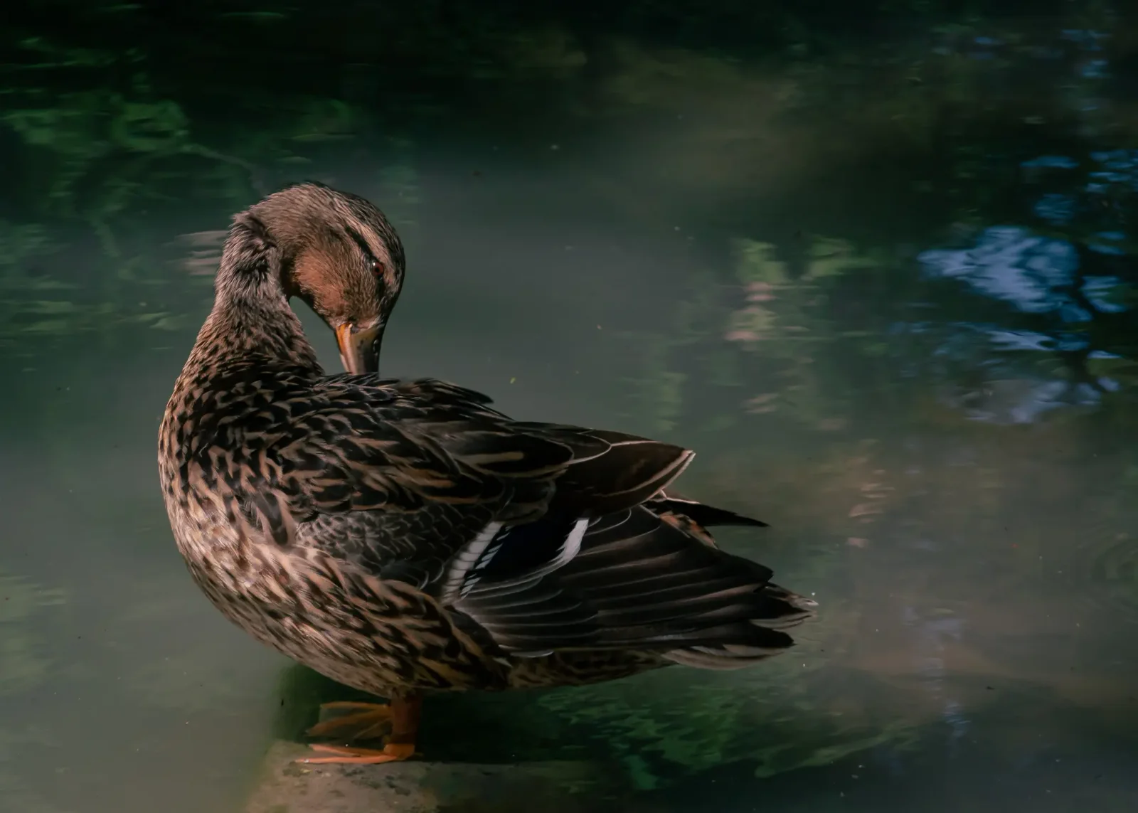 nature photography by JRMGraphy